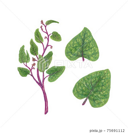 ツルムラサキ / Malabar spinach, Indian spinach 手描きイラスト ツルムラサキ / Malabar spinach, Indian spinach 手描きイラスト 75691112
