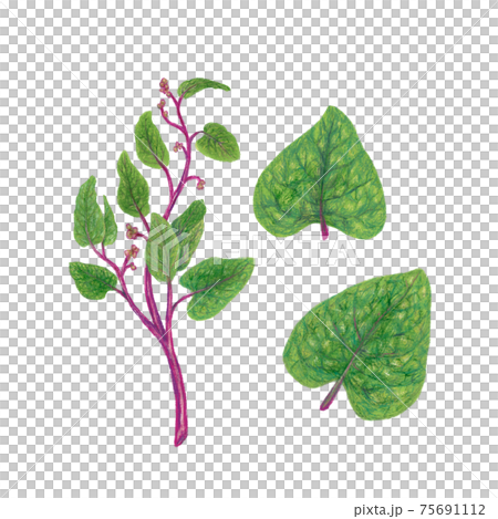 ツルムラサキ / Malabar spinach, Indian spinach 手描きイラスト ツルムラサキ / Malabar spinach, Indian spinach 手描きイラスト 75691112