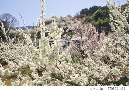 満開のスモモの花　和歌山県伊都郡かつらぎ町 75691141