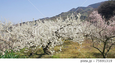 満開のスモモ畑 和歌山県伊都郡かつらぎ町 満開のスモモ畑 和歌山県伊都郡かつらぎ町 75691319