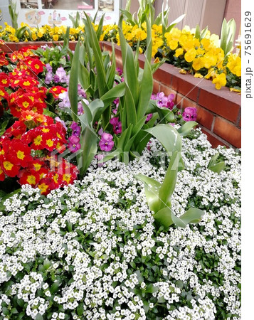 都会の花壇～福岡天神 75691629