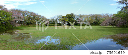 佐倉城址公園の桜44 佐倉城址公園の桜44 75691659