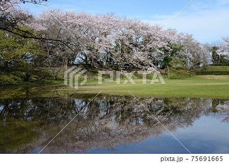 佐倉城址公園の桜38 佐倉城址公園の桜38 75691665