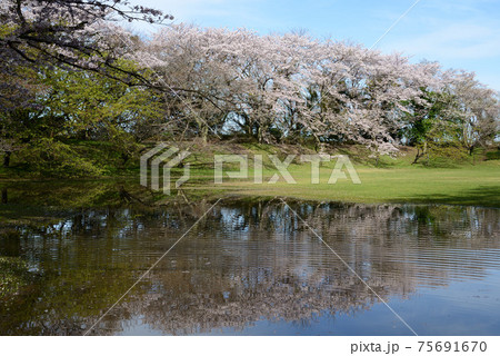 佐倉城址公園の桜33 佐倉城址公園の桜33 75691670
