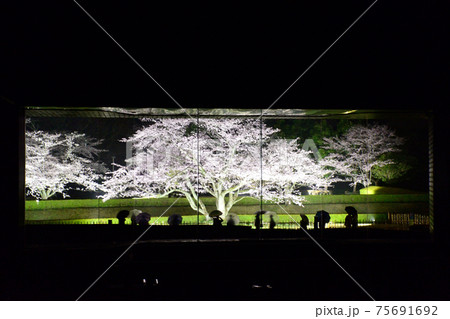 佐倉城址公園の桜11 佐倉城址公園の桜11 75691692