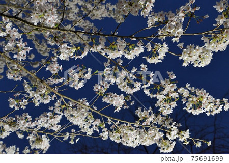 佐倉城址公園の桜4 佐倉城址公園の桜4 75691699