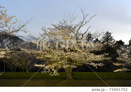 佐倉城址公園の桜1 佐倉城址公園の桜1 75691702
