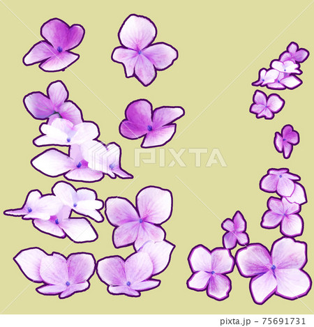 あじさいの花びら Jpegのイラスト素材