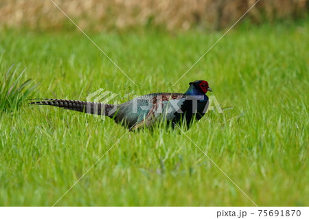 全身綺麗な色のキジのオスが朝日を浴びて羽ばたく 75691870