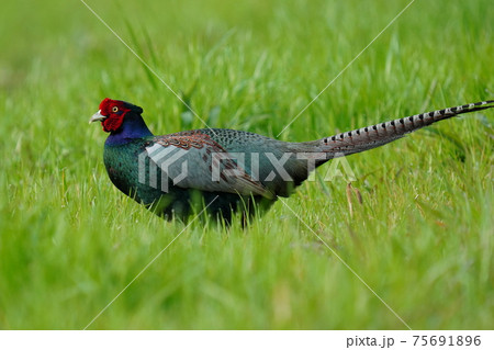 全身綺麗な色のキジのオスが朝日を浴びて羽ばたく 全身綺麗な色のキジのオスが朝日を浴びて羽ばたく 75691896