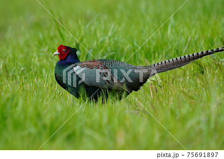 全身綺麗な色のキジのオスが朝日を浴びて羽ばたく 全身綺麗な色のキジのオスが朝日を浴びて羽ばたく 75691897