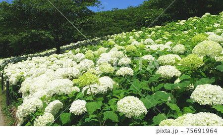 斜面一面の白いアナベル アメリカノリノキ 県営権現堂公園 埼玉県幸手市 の写真素材