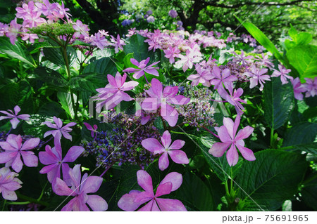 紫色の八重額紫陽花/県営権現堂公園(埼玉県幸手市) 紫色の八重額紫陽花/県営権現堂公園(埼玉県幸手市) 75691965