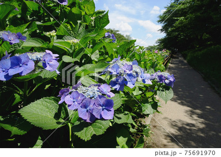 額紫陽花と遊歩道の風景 県営権現堂公園 埼玉県幸手市 の写真素材