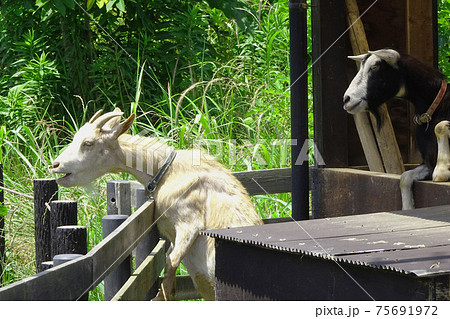 柵に足を掛ける屋久島ヤギ／県営権現堂公園（埼玉県幸手市） 75691972
