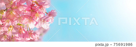 河津桜（日本の桜の一種） 75691986