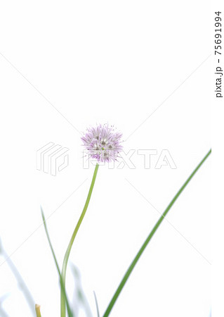 チャイブ 75691994