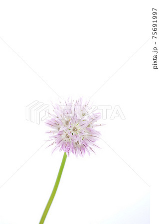 チャイブ 75691997