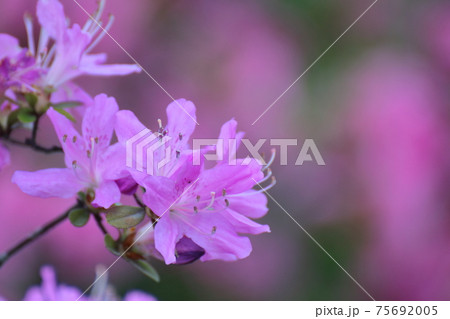 咲き誇る情熱の花 咲き誇る情熱の花 75692005