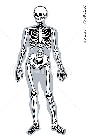 Human skeleton. Vector schematic drawing - Stock Illustration [75692107] -  PIXTA