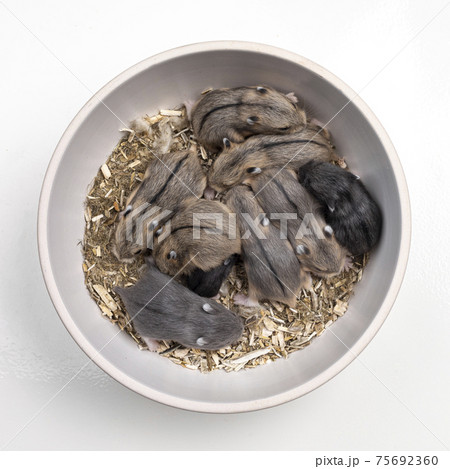 Baby hamsters on white Baby hamsters on white 75692360