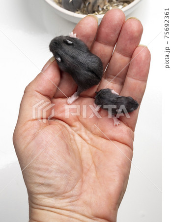 Baby hamsters on white Baby hamsters on white 75692361
