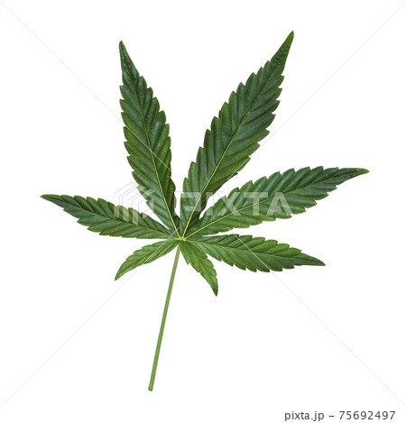 Green Cannabis leaf isolated on white. Hemp leaf cutout close up. Marijuana drugs is produced from Cannabis leaf Green Cannabis leaf isolated on white. Hemp leaf cutout close up. Marijuana drugs is produced from Cannabis leaf 75692497