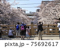 板橋の名前の由来となった「板橋」は桜の名所です 75692617