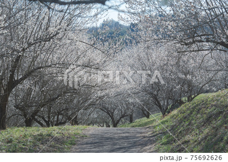 梅の花　観音山梅の里梅園（栃木県芳賀郡市貝町） 75692626