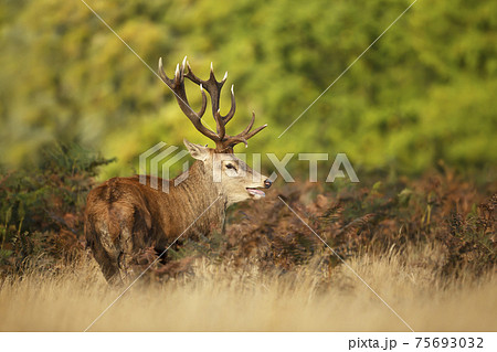 Red deer stag calling during rutting season in autumn Red deer stag calling during rutting season in autumn 75693032