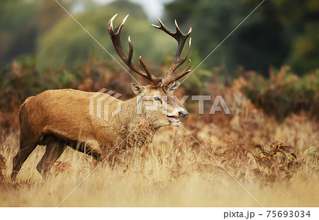 Red deer stag calling during rutting season in autumn Red deer stag calling during rutting season in autumn 75693034