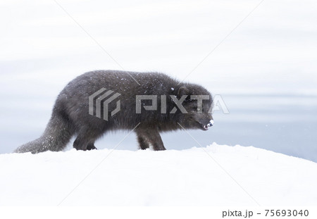 Close up of an Arctic fox walking on snow 75693040