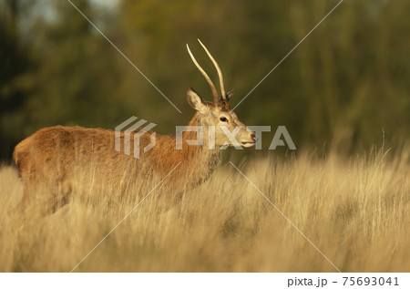 Close-up of a young red deer stag standing in a field Close-up of a young red deer stag standing in a field 75693041