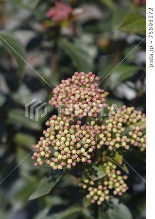 Laurustinus Laurustinus 75693172