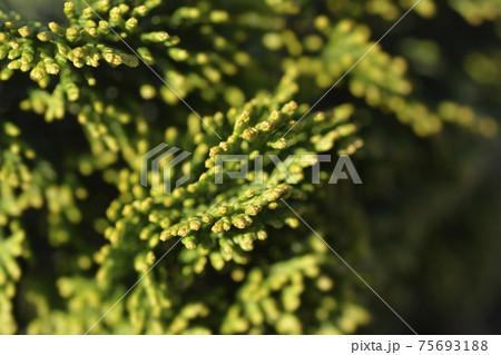 Hinoki cypress Nana Gracils Hinoki cypress Nana Gracils 75693188