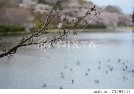 横浜緑地　三ッ池公園の桜 75693212