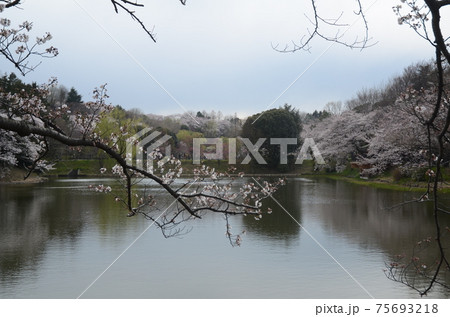 横浜緑地　三ッ池公園の桜 75693218