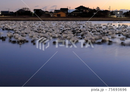 寝ている早朝の白鳥の群れ 寝ている早朝の白鳥の群れ 75693696