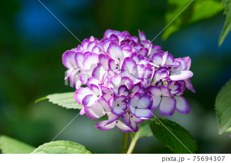 可愛い紫陽花 75694307