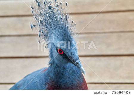 Victoria crowned pigeon, nice view of the blue turquoise bird 75694408
