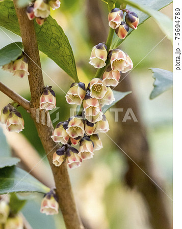 ヒサカキの花の写真素材