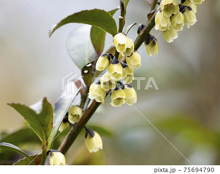 ヒサカキの花の写真素材