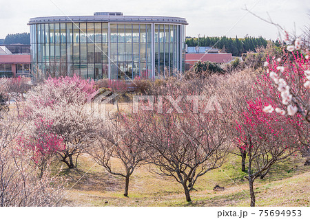 (静岡県)裾野市梅の里 ヘルシーパーク裾野 紅白の梅が満開 (静岡県)裾野市梅の里 ヘルシーパーク裾野 紅白の梅が満開 75694953