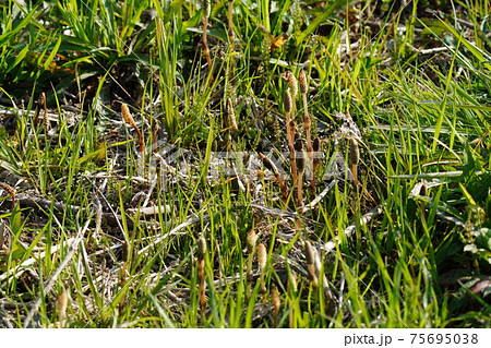 春が来たと実感する元気な土筆の畑 春が来たと実感する元気な土筆の畑 75695038
