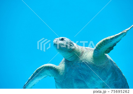 水中を泳ぐウミガメ 水中を泳ぐウミガメ 75695262
