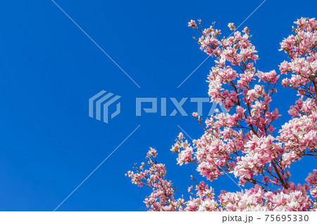 A branch of blooming purple magnolia against the background of the purest blue sky A branch of blooming purple magnolia against the background of the purest blue sky 75695330