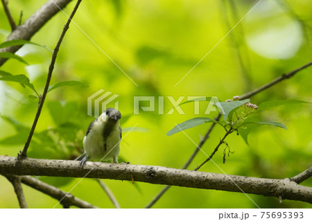 胸のネクタイが可愛らしい身近な野鳥 シジュウカラ 胸のネクタイが可愛らしい身近な野鳥 シジュウカラ 75695393