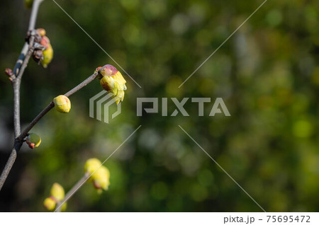 つぼみを付けたトサミズキ つぼみを付けたトサミズキ 75695472