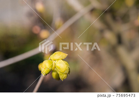 トサミズキの蕾 トサミズキの蕾 75695473