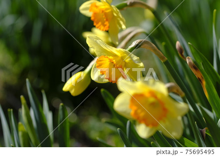 水仙 水仙 75695495